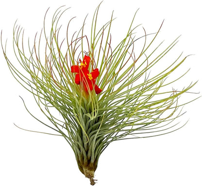 ragnaroc Air Plants - Tillandsia Andreana, Large 4-6" - 1ct - Live Arrival Gauranteed - House Plants for Home Decor & Gift