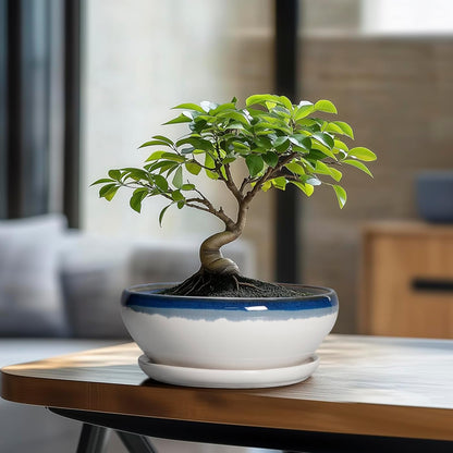 SQOWL Bonsai Pots Ceramic - 8 Inch Succulent Planters Indoor, Succulent Pot with Drainage Hole and Tray, Shallow Ceramic Plant Pot Outdoor, Round Bowl Planter, Porch Decor, Gardening Gift, Blue-Beige