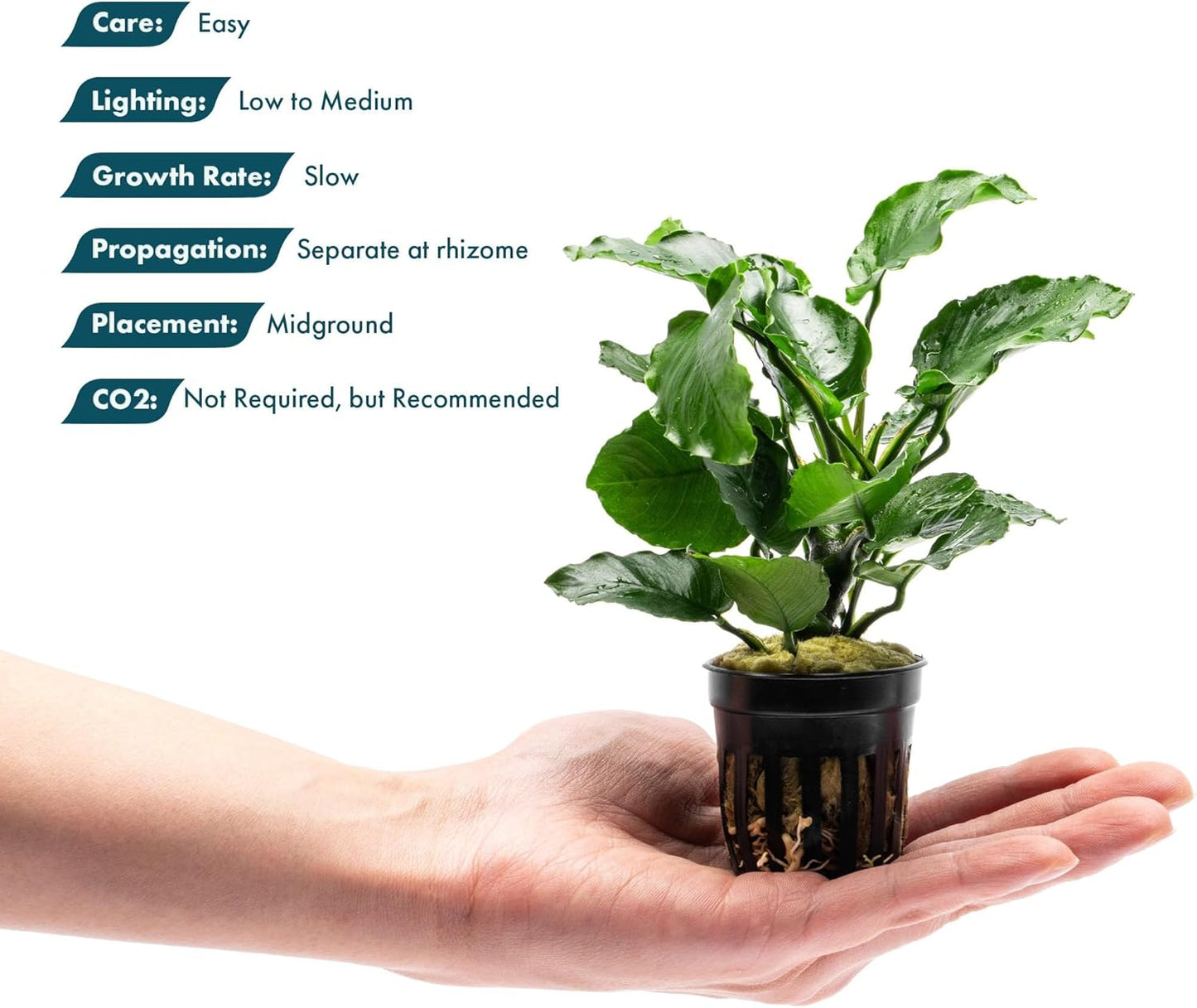 SubstrateSource Live Jungle Plants - Anubias Emerald Bloom (Anubias barteri) - Compact Epiphytic Rhizome Plant for Midground Freshwater Aquascapes, Emerald Green Accent - Pot