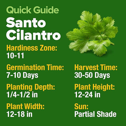 HOME GROWN 𝗨𝗦𝗔 𝗣𝗥𝗘𝗠𝗜𝗨𝗠 500+ Cilantro Seeds (Fast Growing) 𝗡𝗢𝗡-𝗚𝗠𝗢 Heirloom Coriander Seeds for Planting Indoors & Outdoors – Santo Cilantro Herb for Kitchen Garden, High Germination