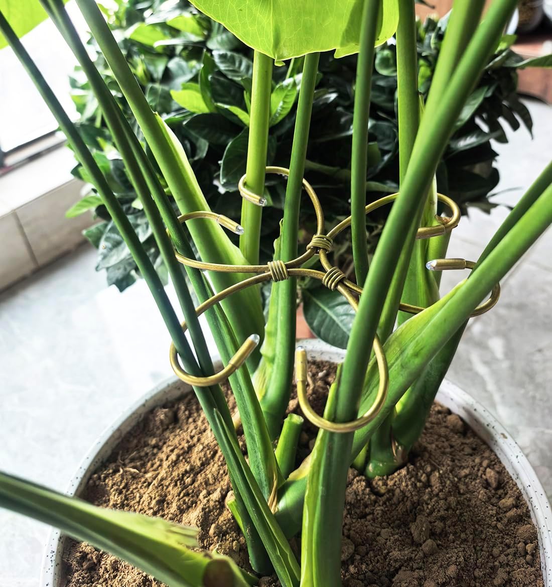 2PCS 6" Plant Stem Support,Stabilizer Grapple Holder for Monstera and Climbing Plants,Reusable Flower Plant Support,Leaf Stabilization and Support for Thriving Growth.