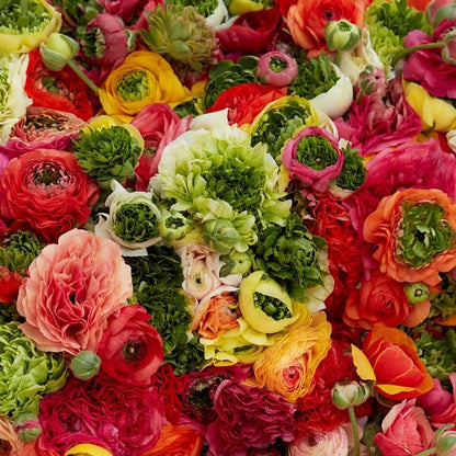 Eden Brothers Ranunculus Bulbs - Super Green Mix