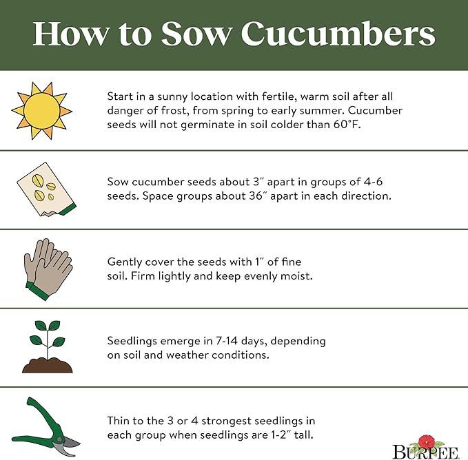 Burpee 'Summer Dance' Cucumber Seeds, 15 Non-GMO seeds