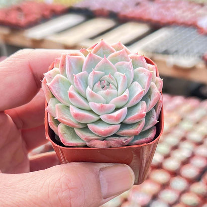 Live Succulent Echeveria 'Red Line Queen', Approx 2-inch Large, Potted Succulents, Fully Rooted, Easy Care House Plants