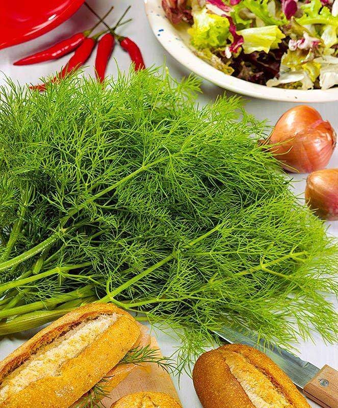 Seeds Dill Mamonth - Heirloom Vegetable - GMO Free