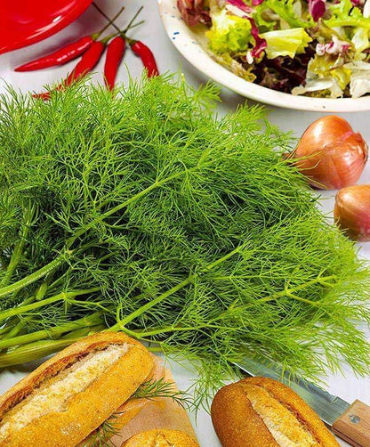 Seeds Dill Mamonth - Heirloom Vegetable - GMO Free