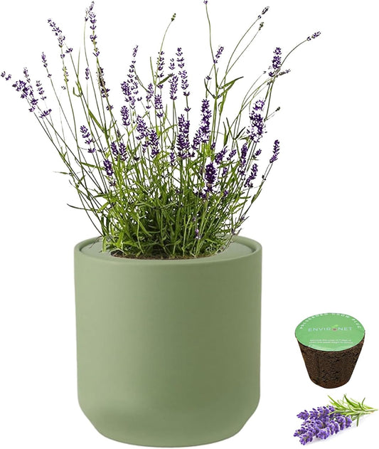 Hydroponic Herb Growing Kit, Self-Watering Kitchen Herb Garden Starter Kit with Green Ceramic Pot and Seeds (Lavender)