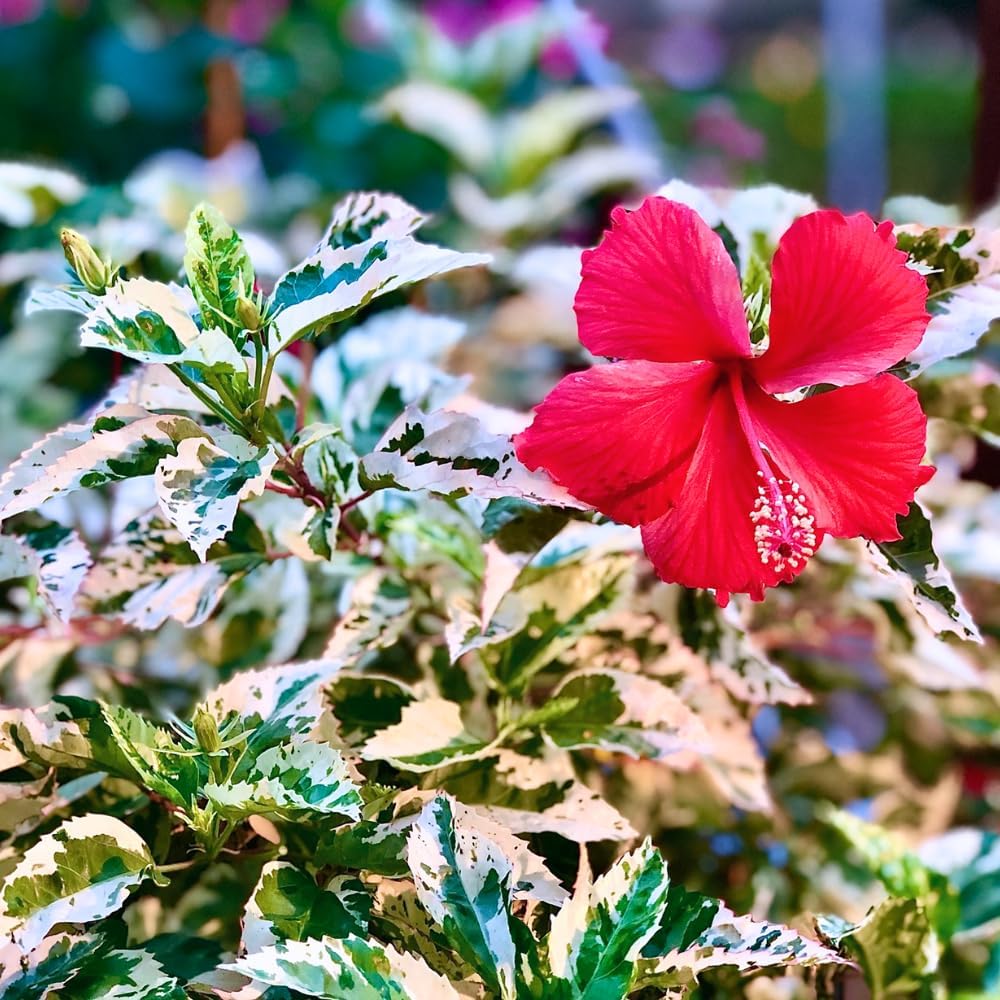 2 Hibiscus Live Plants, Clump 8-12” Tall, Hardy Hibiscus Plants Live, Hibiscus Trees Flowering Shrub (Snow Queen Hibiscus)