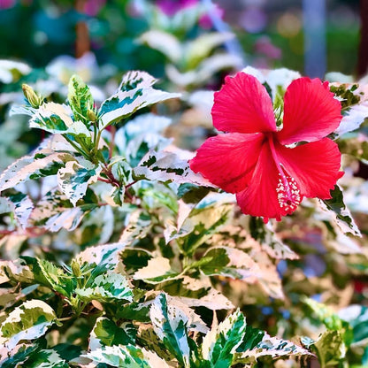 2 Hibiscus Live Plants, Clump 8-12” Tall, Hardy Hibiscus Plants Live, Hibiscus Trees Flowering Shrub (Snow Queen Hibiscus)