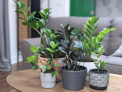 Gardenera Premium ZZ Plant Essential Potting Blend - All-Natural Blend for Thriving Zamioculcas Plants - Boosts Root Health and Distinctive Beauty - 2 QUARTS