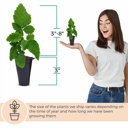 BlackBerry Plants Sweetie Pie (4 Pack) Live for Sale | Easy to Grow Plants | Edible Fruit Plant for Sustainable Living | Grow Your own Food on Your Organic Garden | Live for Planting |