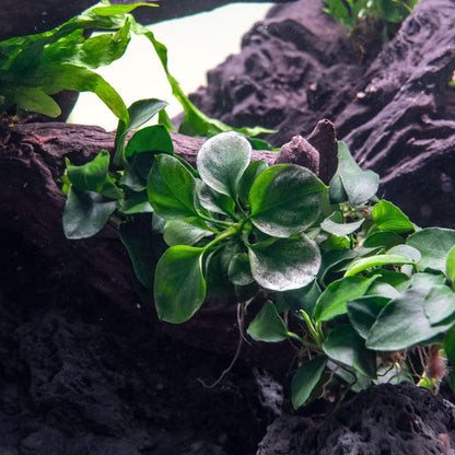 SubstrateSource Anubias Live Aquarium Plants - Potted Freshwater Plant for Fish Tanks, Terrariums - Beginner Friendly Low Light (Barteri Round Leaf, 3 Pots)