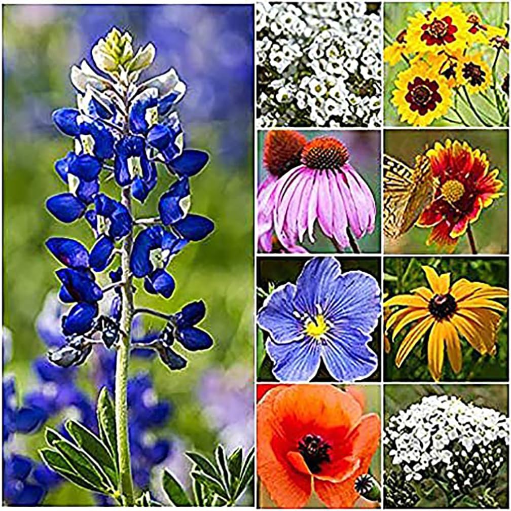 Texas & Oklahoma Wildflower Seeds Mix - Native Annuals, Perennials and Texas Bluebonnets. Non GMO Seeds.