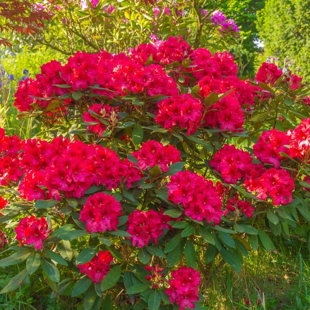 Rhododendrons Plant Live, Red Rhododendron Shrub, Large Flowering Tree 1 Gallon Potted for Gardening