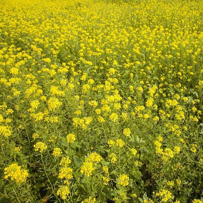 Outsidepride 10 lb. Seeds Annual White Mustard Cover Crop Seed for Planting