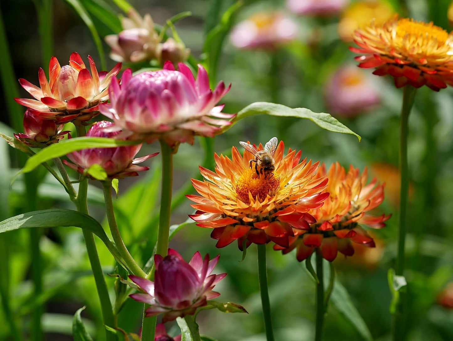 50 Slightly Assorted Flower Seeds! – Great for Bees, Birds, and Butterflies! – Includes 10+ Varieties of USA Grown & Non-GMO Seeds! – May Include Forget-Me-Nots, Marigolds, Wildflowers, and More