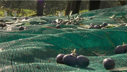 Green Plantation Fruit Collection Agricultural Harvesting Netting Walnut Olive Chestnut Apricot Hazelnut Net, 6x12m/20x40ft