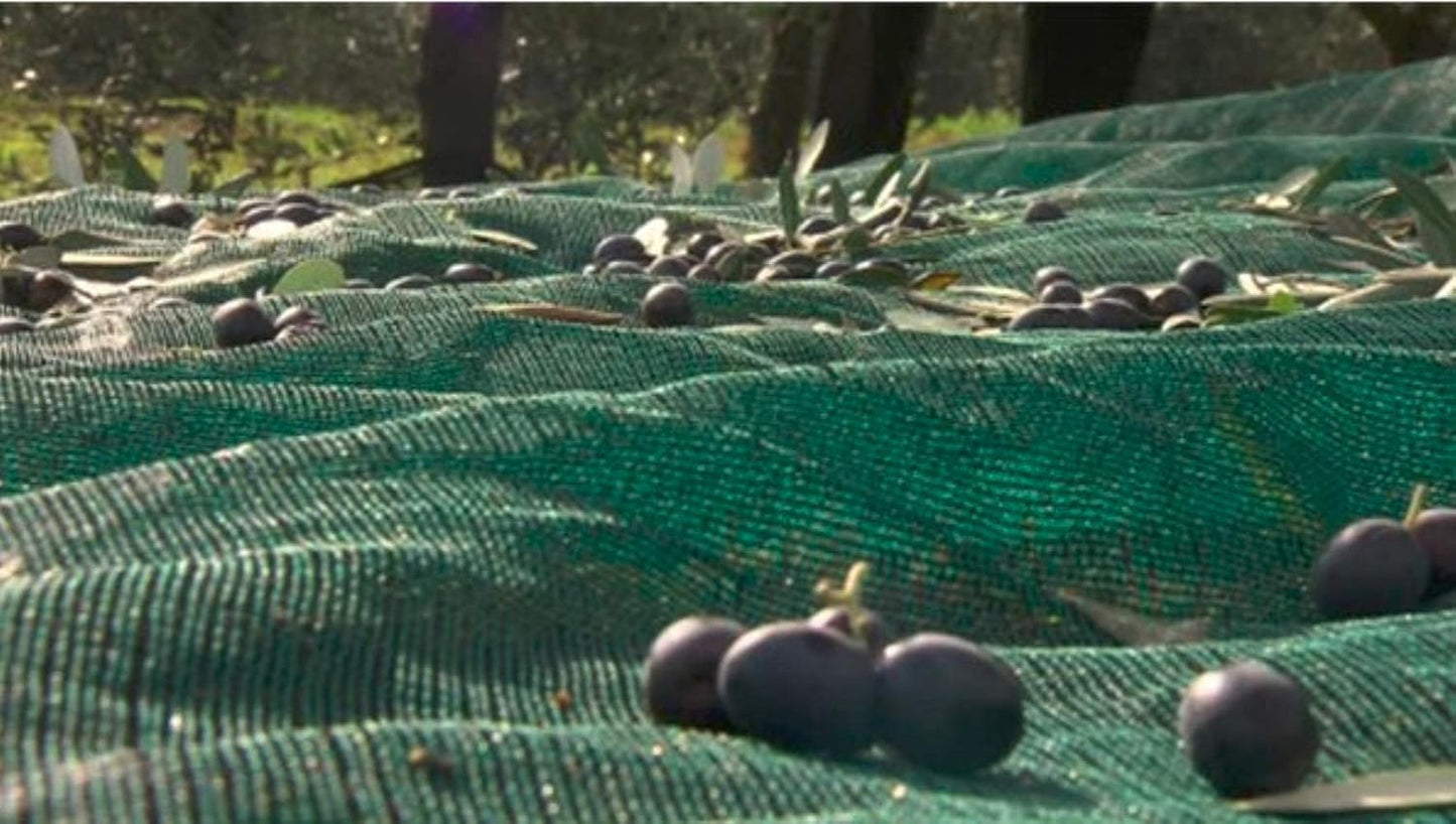 Green Plantation Fruit Collection Agricultural Harvesting Netting Walnut Olive Chestnut Apricot Hazelnut Net, 4x8m/13x26ft