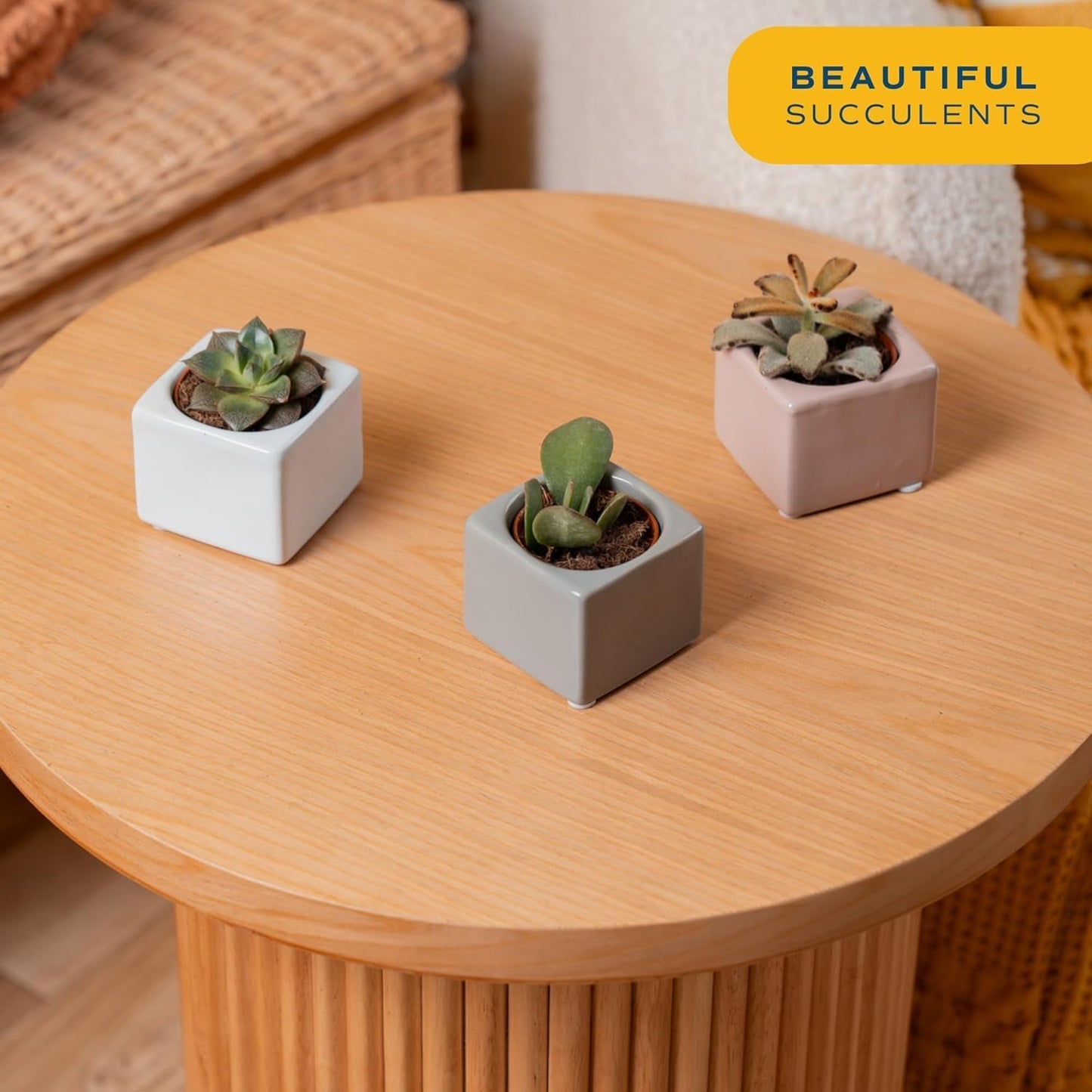 Costa Farms Mini Succulents (3-Pack), Assorted Live Indoor Succulent Plants in Cute Decor Planters, Grower's Choice Easy Care Houseplants, Tabletop, Office, Desk, or Room Decor, 2-Inches Tall, ceramic