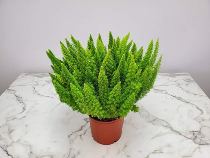 Foxtail Fern Plant - Live Asparagus Fern - 3 Gallon Pot - Overall Height 20" to 24" - Tropical Plants of Florida (Plant Only)