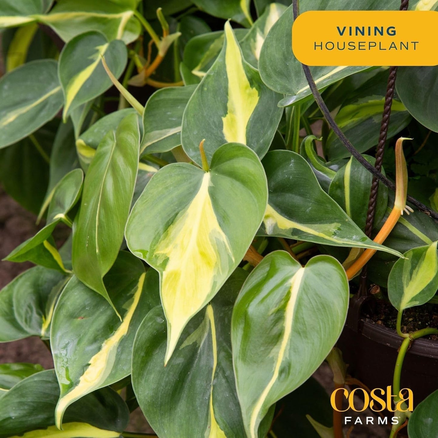 Costa Farms Philodendron Live Plant, Grower's Choice Indoor House Plant, Easy to Grow Vining Houseplant in Decorative Plant Pot, Climbing Trellis, Living Room Home or Office Decor, Birthday Gift