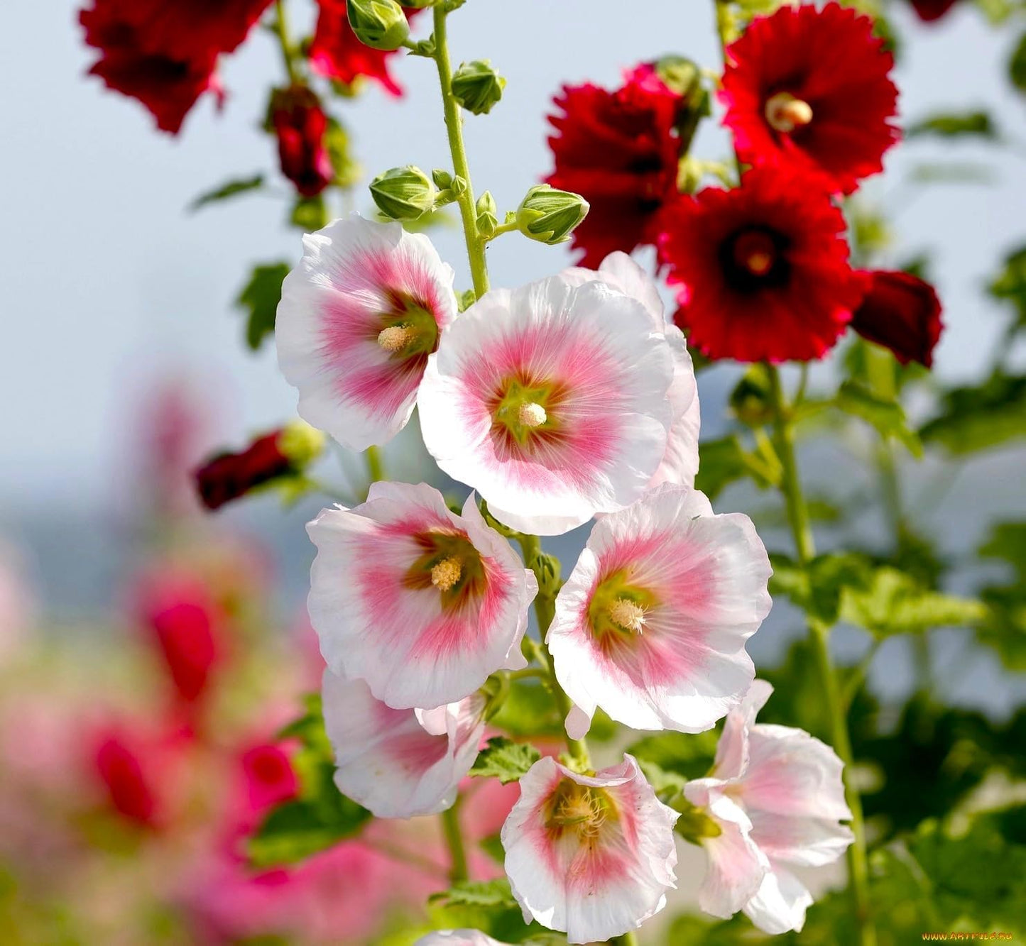 Seeds Hollyhock Seed Mix Malva 30+ Seeds for Planting Showy Perennial Flower Multicolor Mixture