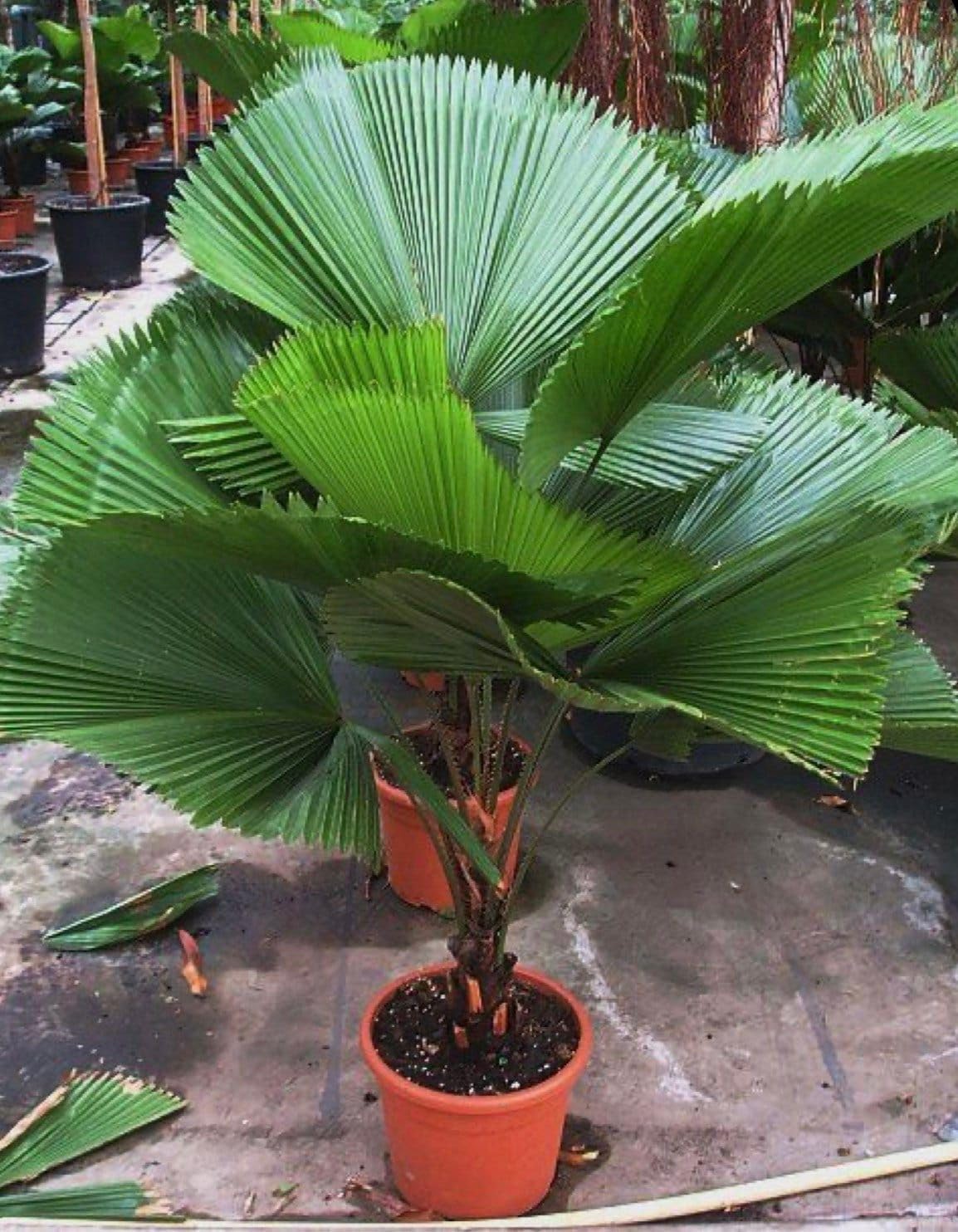 4+ Seeds Chinese Fan Palm Livistona chinensis Rare - Tree Green