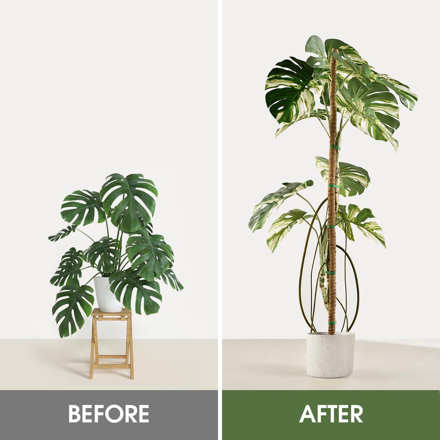 4 Pack Moss Pole 63 Inch Monstera Plant Support Moss Poles Bendable for Climbing Plants Longer Coco Coir Sticks Support Stakes Tall for Indoor Creeper DIY Shape Plants Grow Upwards