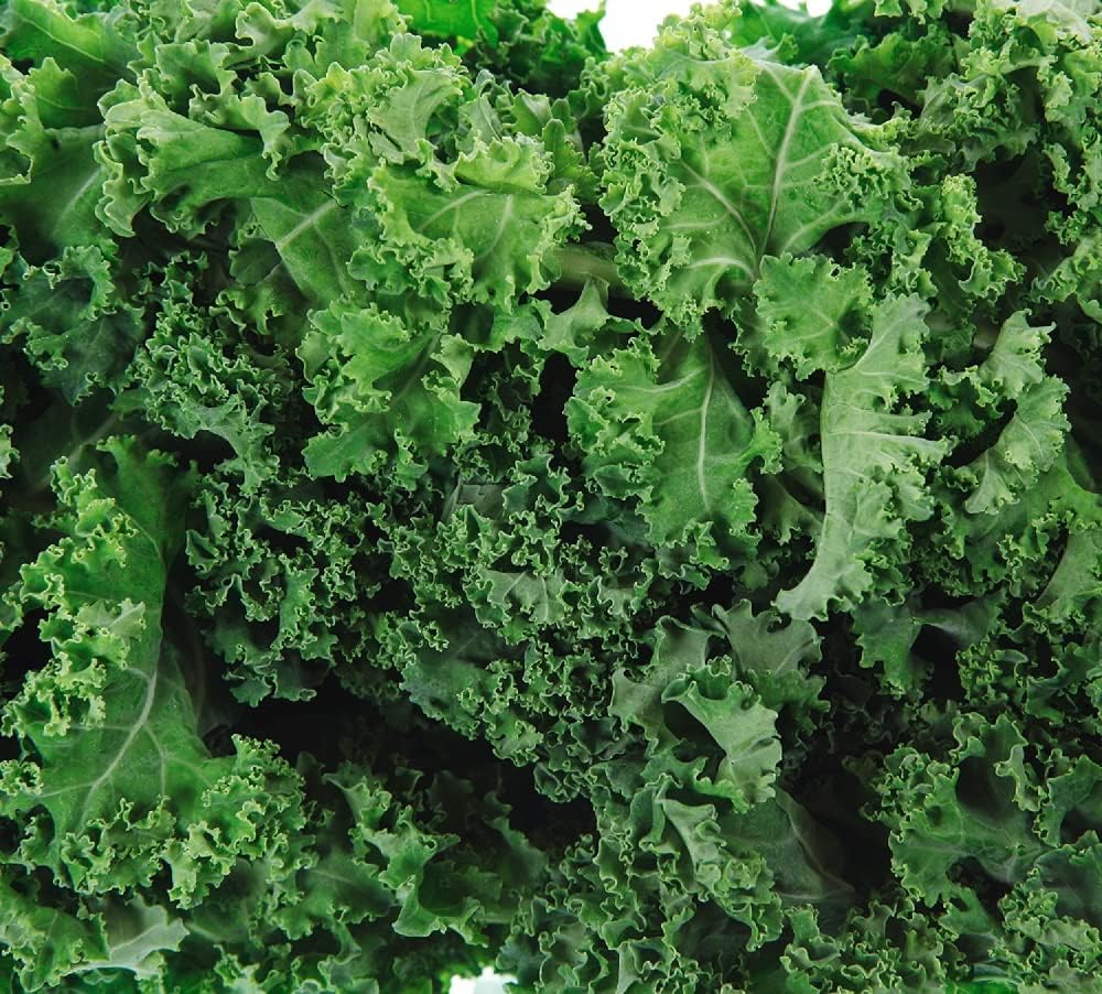 Dwarf Siberian Kale Seeds for Planting – Plant & Grow Heirloom Non-GMO Dwarf Siberian Kale in Home Outdoor Vegetable Garden, Brassica Napus – 3 Packets