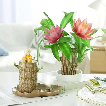 Brazilian Lucky Wood Kit with Monk, Grow Your Own Luck,Easy to Maintain Mini Brazil Woods for Indoor/Outdoor, Bedroom, Kitchen, Office Desk, Garden and Other Decorations (F)