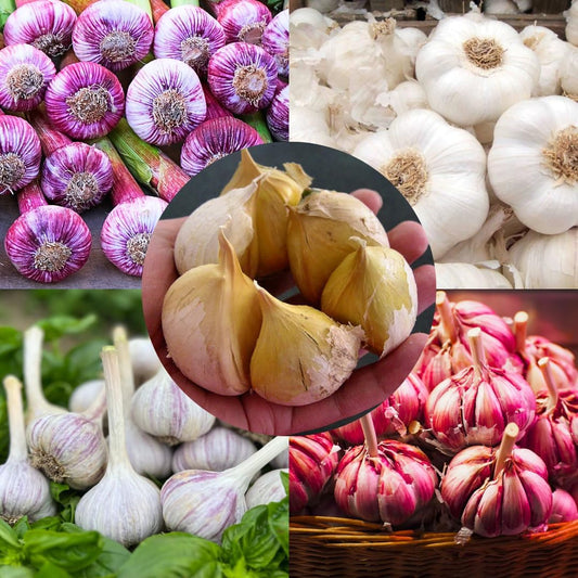 1 Pound Hard Neck Garlic for Planting in Fall, Assorted Mixed Garlic Bulb for Planting, Fresh and High Yield, Cold Hardy, Planting Softneck Hardneck