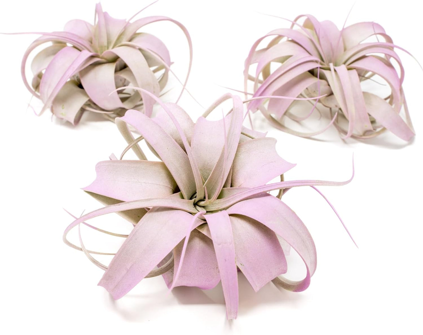 Lavender Colorful Tillandsia Air Plants - Long Lasting Color Enhanced Live Tillandsia Succulent House Plants - Home and Garden Decor - Easy Care Indoor and Outdoor Plants