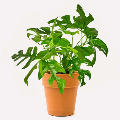 Philodendron Monstera Minima Live Plant for Indoor | Different Houseplants in 4'' & 6'' Pot | Real House Plant for Living Room, Office, Desk & Bathroom | Cheese Holes Plant