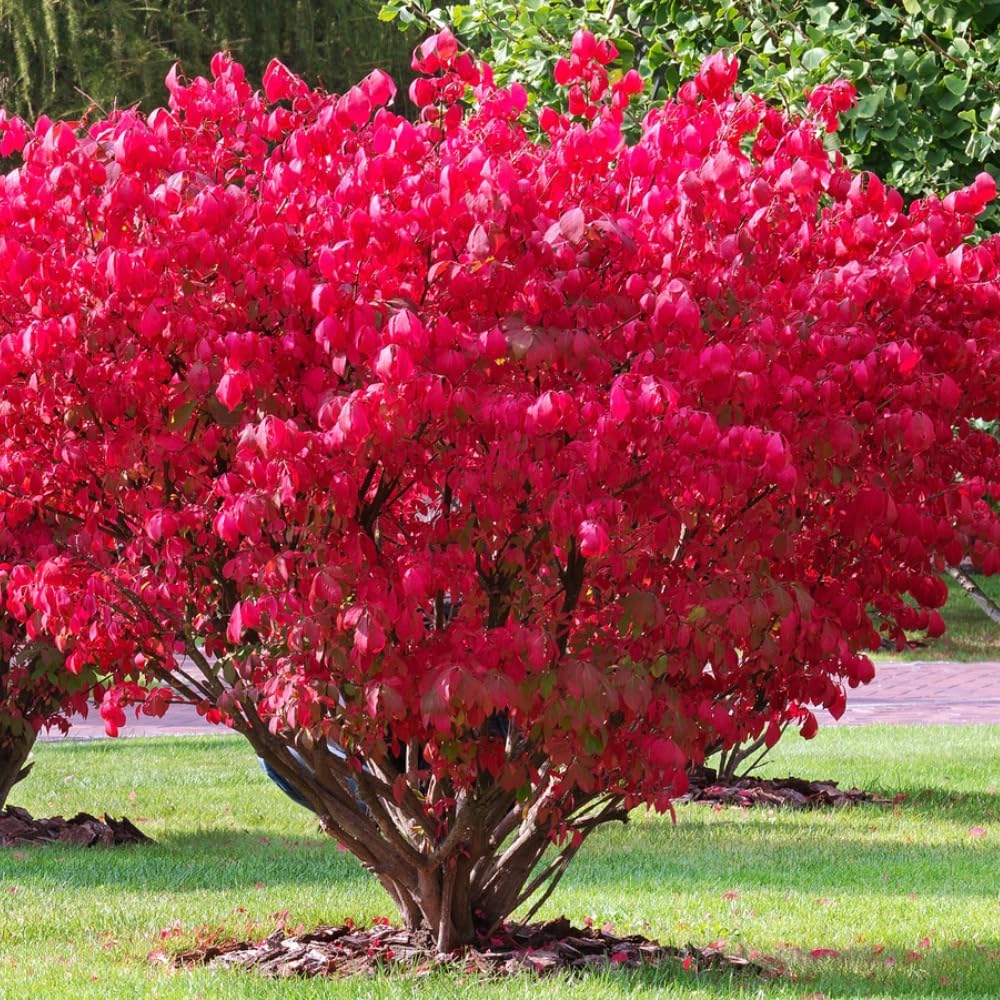 Burning Bush Shrub, Dwarf Burning Bush Live Plant in 4 Inch Pot, Red Shrub No Shipping to N.Y. CA, or MA, ME, VT, NH, NY