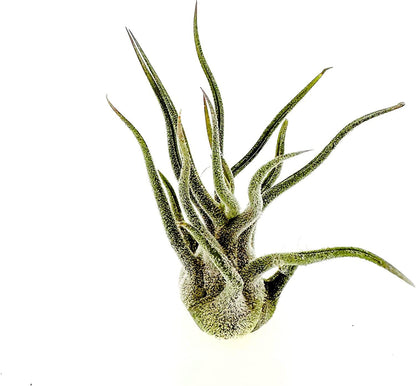 ragnaroc Air Plants - Tillandsia Pruinosa, Large 3-5" - 5ct - Live Arrival Guaranteed - House Plants for Home Decor & Gift