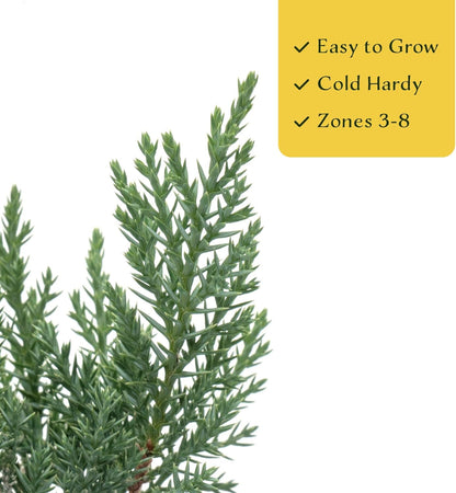 6 Tamarix Juniper in 3.5" Nursery Cubes | Juniperus Sabina ‘Tamariscifolia’ | Dense, Low-Maintenance Evergreen Shrub with Fine, Feathery Foliage | Ready-to-Plant Live Starters
