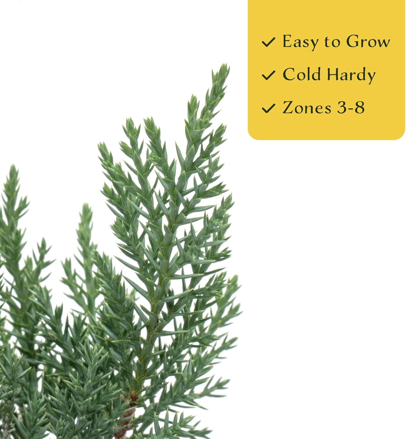 2 Tamarix Juniper in 3.5" Nursery Cubes | Juniperus Sabina ‘Tamariscifolia’ | Dense, Low-Maintenance Evergreen Shrub with Fine, Feathery Foliage | Ready-to-Plant Live Starters