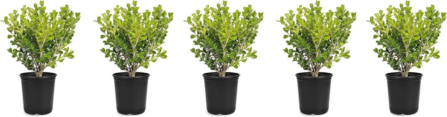 Japanese Boxwood | 5 Live 4 Inch Pots | Buxus Microphylla | Formal Evergreen Low Maintenance Hedge Plants