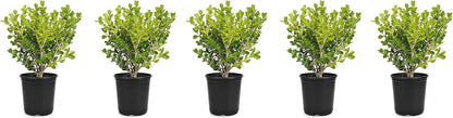 Japanese Boxwood | 5 Live 4 Inch Pots | Buxus Microphylla | Formal Evergreen Low Maintenance Hedge Plants
