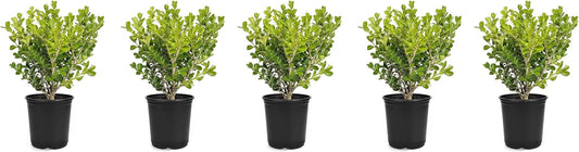 Japanese Boxwood | 5 Live 4 Inch Pots | Buxus Microphylla | Formal Evergreen Low Maintenance Hedge