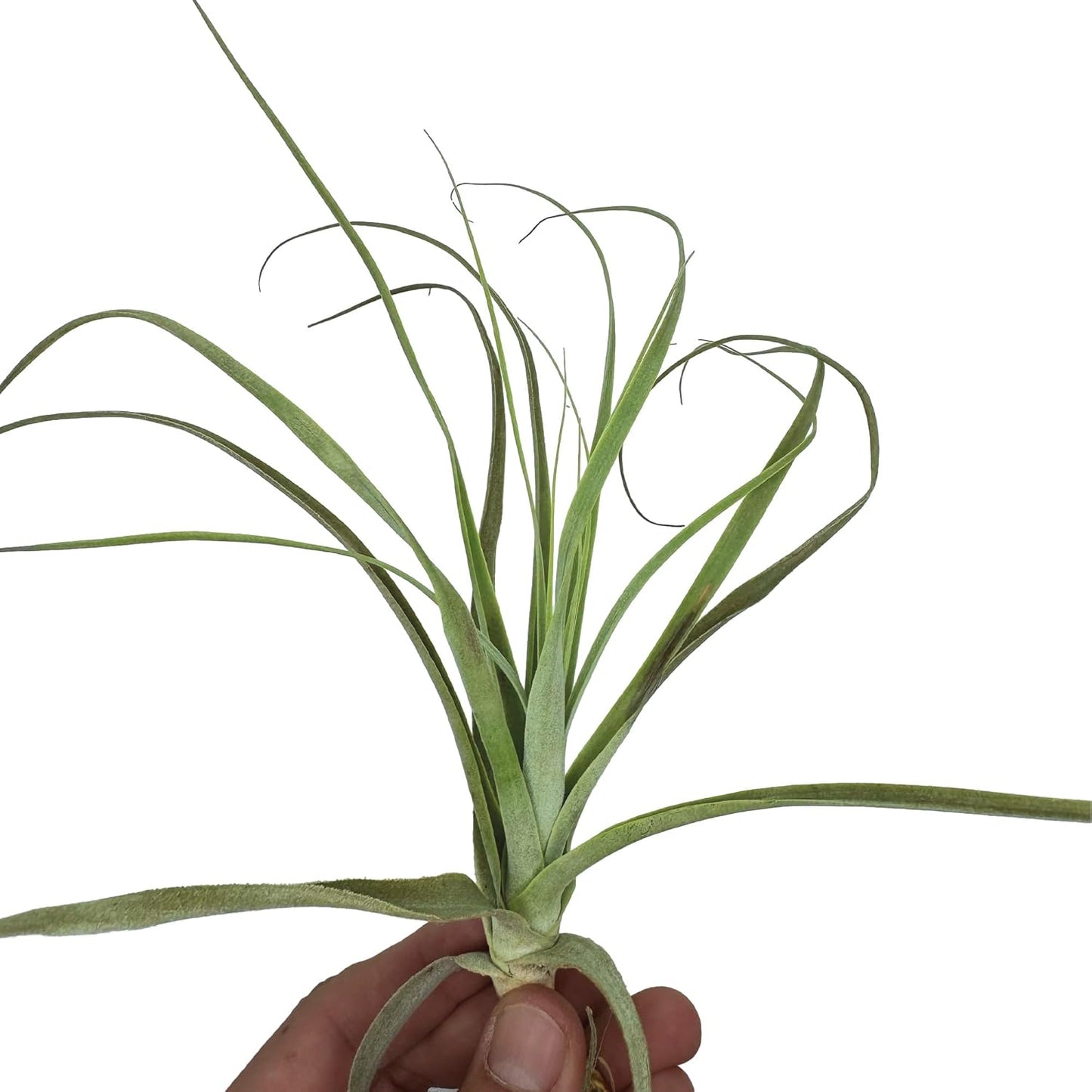 ragnaroc Air Plants - Tillandsia Straminea Jumbo 6-9" - 3ct - Live Arrival Guaranteed - House Plants for Home Decor & Gift