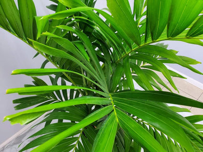 Adonidia Christmas Palm Tree - Live Plant - Tropical Plants of Florida - Overall Height 62" to 70" (Plant Only)…