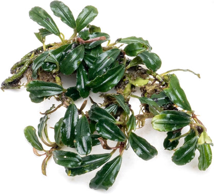 SubstrateSource Bucephalandra Lamandau Mini Purple Live Aquarium Plant - Natural Freshwater Fish Tank Decorations and Aquatic Decor (Plant (10-15 Leaves))