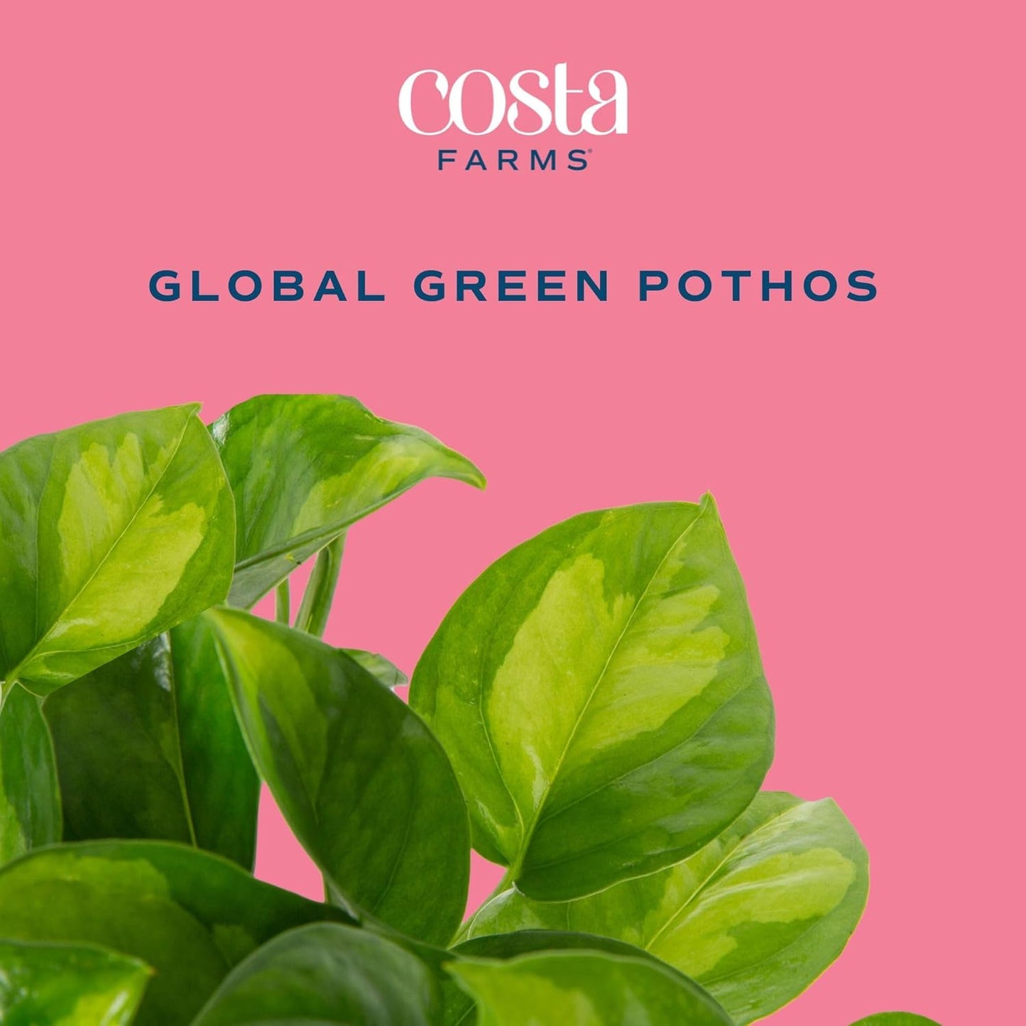 Costa Farms Global Green Pothos Live Plant, Rare Unique Indoor House Plant in 6-Inch Self-Watering Houseplant Pot, Potting Soil, Trending Tropicals Collection, Room and Home Decor
