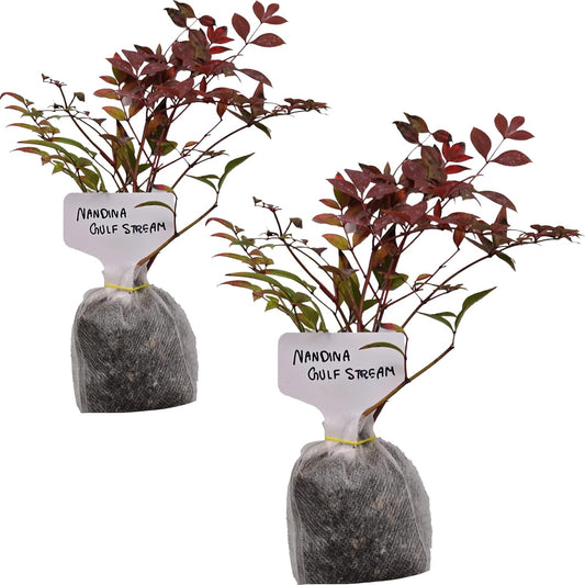 Nandina Gulf Stream - Nandina domestica. Compact Heavenly Bamboo | Year-Round Color | Low