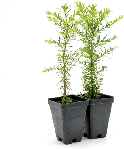 2 Coastal Redwood in 3.5” Nursery Cubes (Sequoia sempervirens) | Majestic Evergreen Tree for Shade, Privacy & Wildlife Support | Ready-to-Plant Live Starter Plants