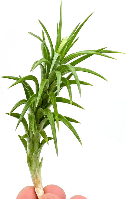 ragnaroc Live Air Plants – Tillandsia Araujei, Large 5” – 1ct – Live Arrival Guaranteed – House Plants for Home Décor & Gift