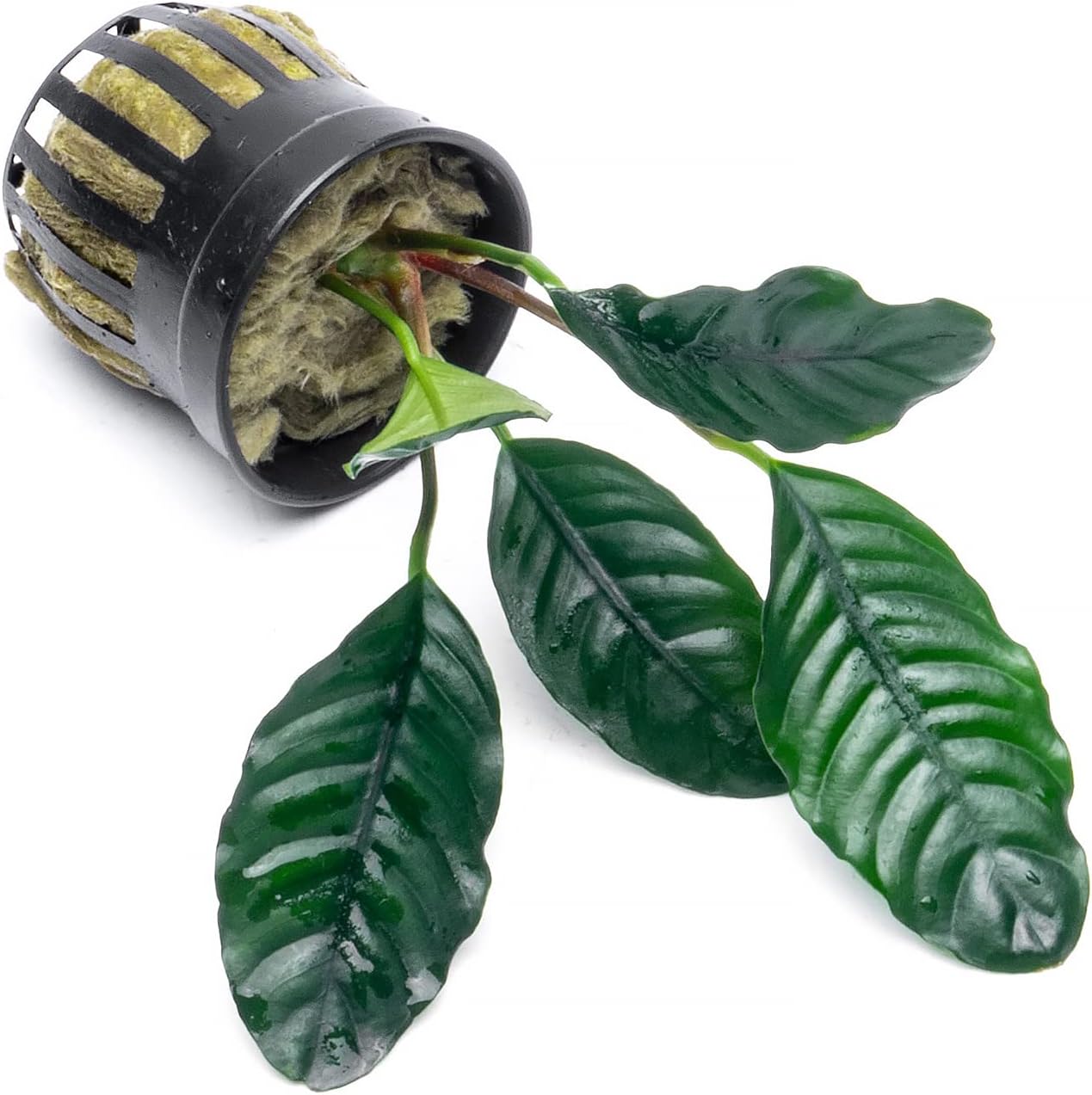 SubstrateSource Anubias Live Aquarium Plants - Potted Freshwater Plant for Fish Tanks, Terrariums - Beginner Friendly Low Light (Barteri Coffeefolia, 3 Pots)