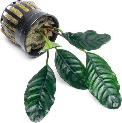 SubstrateSource Anubias Live Aquarium Plants - Potted Freshwater Plant for Fish Tanks, Terrariums - Beginner Friendly Low Light (Barteri Coffeefolia, 3 Pots)
