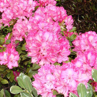 Rhododendrons Plant Live, Pink White Rhododendron Shrub, Large Flowering Tree 1 Gallon Potted for Gardening